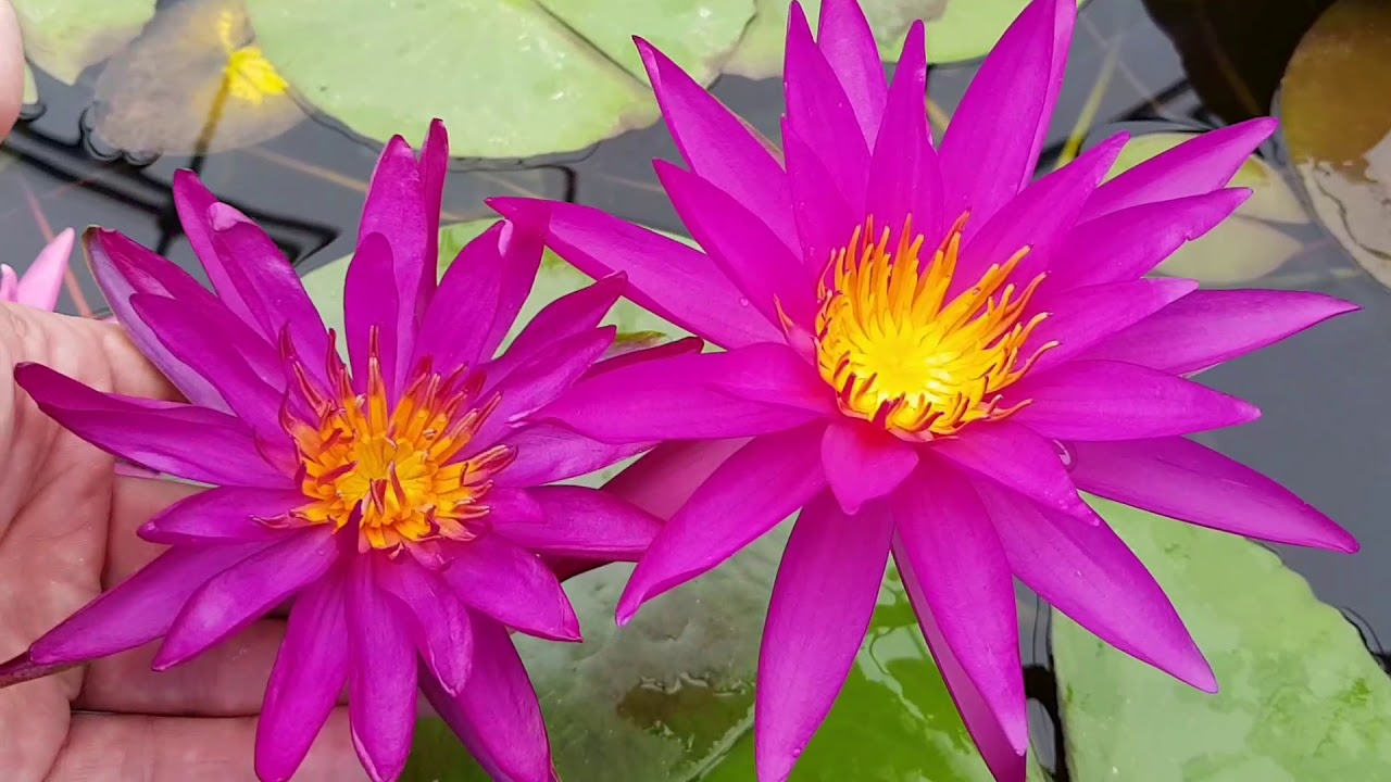 Сравнение цвета нимфей Detective Erika и Purple Fantasy