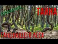 Куршская коса. Тайна танцующего леса.