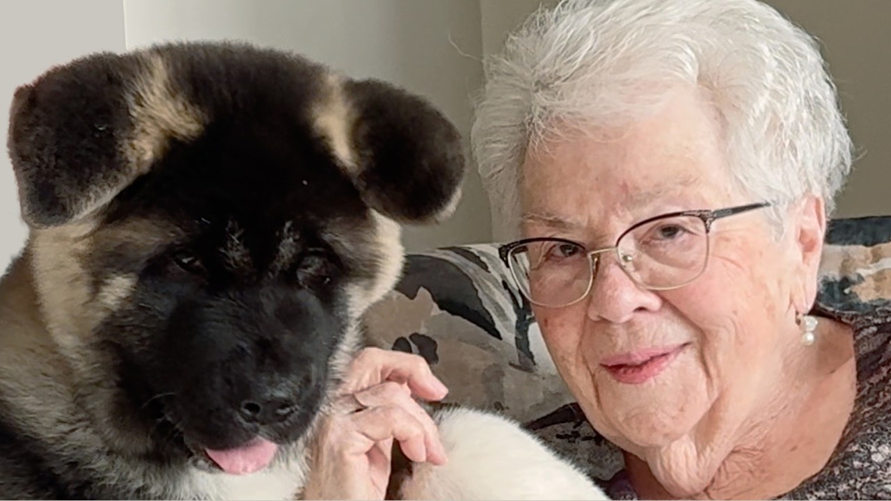 12 Week Old Akita Visits Assisted Living