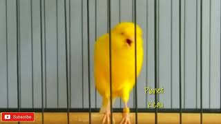 The beautiful canary song yorkshire to stimulate the sound of lazy canaries