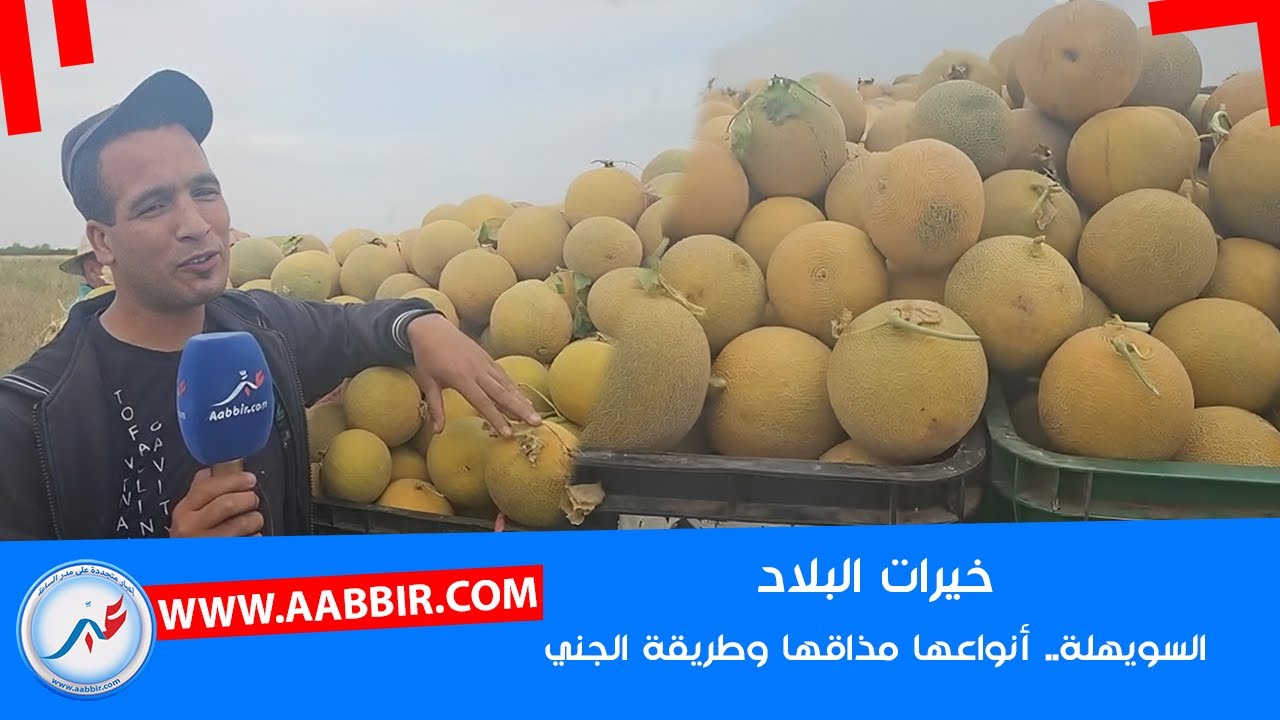 خيرات البلاد.. أجي تعرف أنواع السويهلة البلدية المغربية وطريقة جنيها ومعرفة مذاقها من الشوفة