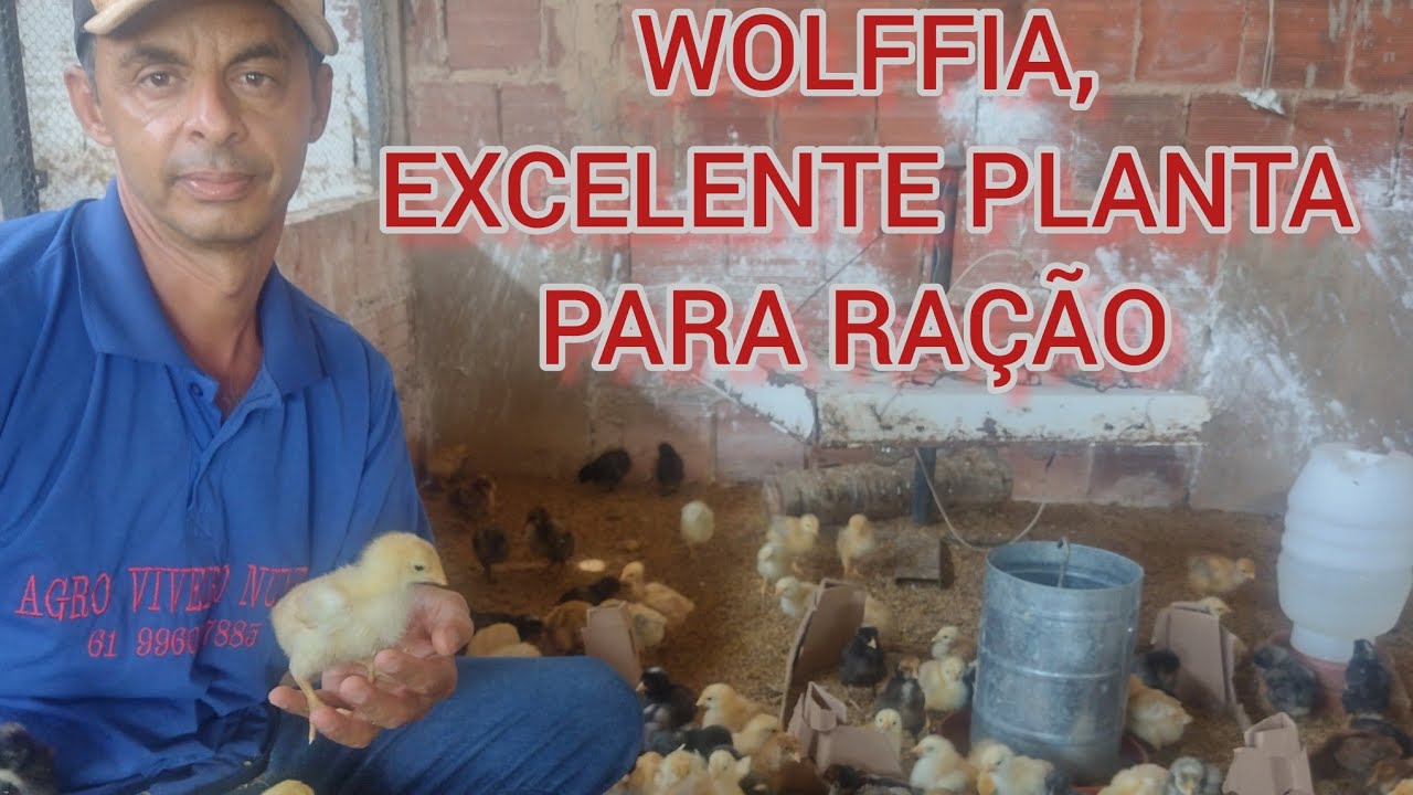 WOLFFIA, RAÇÃO ALTERNATIVA   DE BAIXO CUSTO