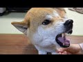 【しばわんこ日記】毛づくろいに憤慨【柴犬タロウ】ShibaInu gets angry.