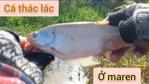 trở lợi maren câu được em thác lác và rô đen mập ú@Hungvlog430 t14