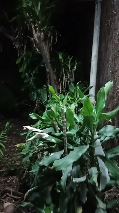 Peuting nu jempling hariring suara suling