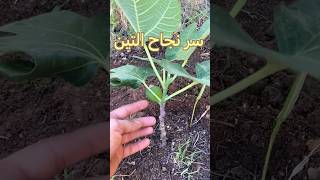 كيف تزرع التين اسهل طريقة لزراعة التين /  Culture de figue/ اسرار الزراعة cultivation