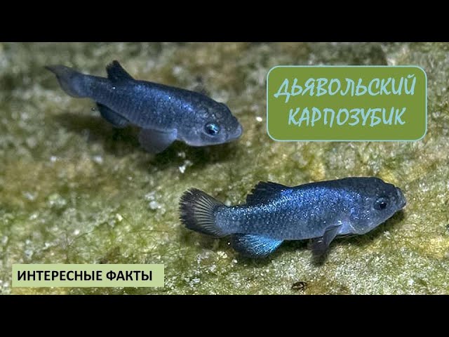 ДЬЯВОЛЬСКИЙ КАРПОЗУБИК🐟/Рыбы/Животные/Интересные факты