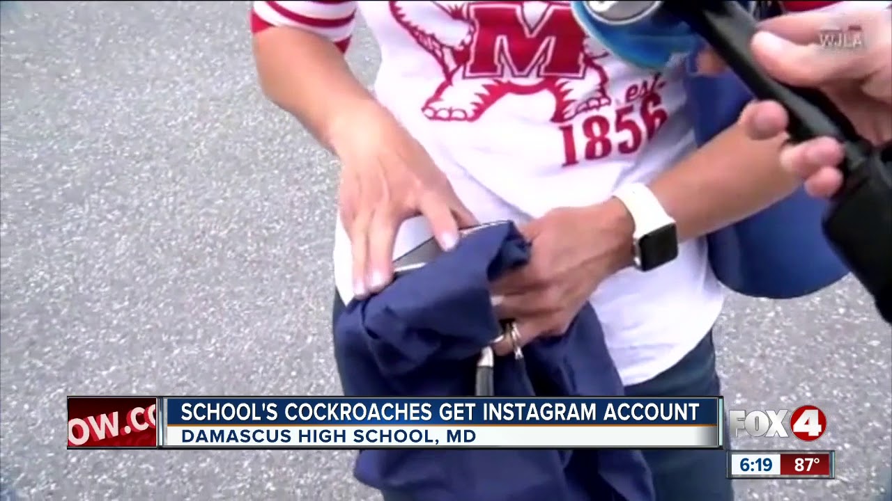 Maryland high school gets an Instagram dedicated to roaches - YouTube