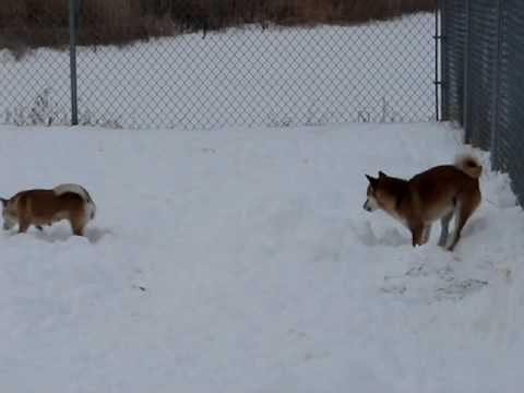 Hanako and Daku in the Snow - Part 1