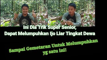 Trik Mikat Burung Ijo Kalimantan Super Liar