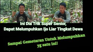 Trik Mikat Burung Ijo Kalimantan Super Liar