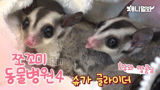 [Animal Hospital for Tiny Animals4]Sugar Glider Walnut & Peanut