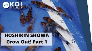 HOSHIKIN SHOWA Grow Out! Part 1