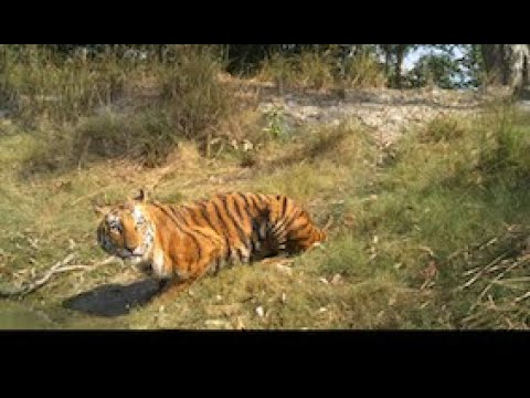 Man Eating Tigers of Sundarbans - OFFICIAL Trailer - YouTube