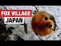 Visiting the unique Miyagi Zao Fox Village / JAPAN VLOG