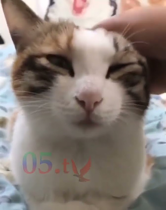 когда кота гладят а потом 🤣 - YouTube