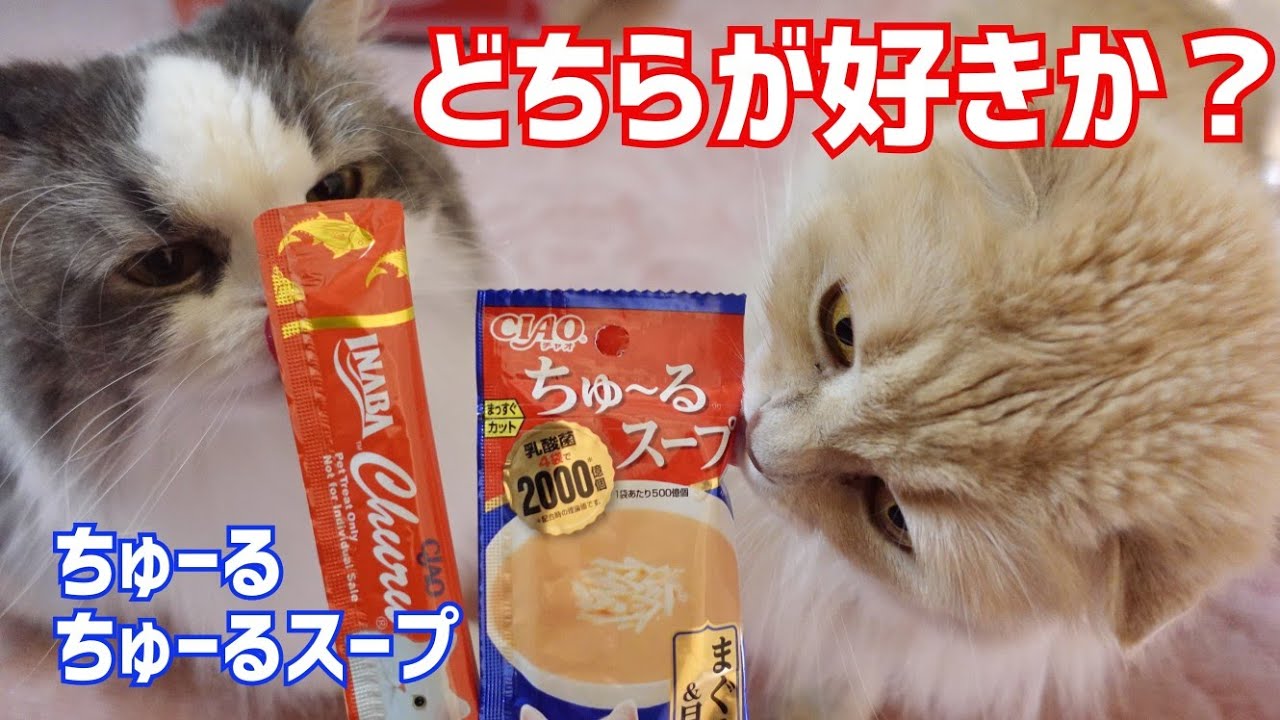 検証 ちゅーるとちゅーるスープではどちらが好きか 2匹の可愛い猫に聞いてみたら スコテッシュフォールド Cat Scottish Fold Youtube 検証 ちゅーるとちゅーるスープではどちらが好きか 2匹の可愛い猫に聞いてみたら スコテッシュフォールド Cat Scottish Fold Youtube