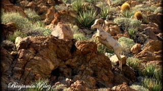 Borrego Cimarrón en Rumorosa B.C. México. ©Benjamín Páez