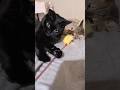 お気に入りのエビ天じゃらし(三代目) #猫 #cat