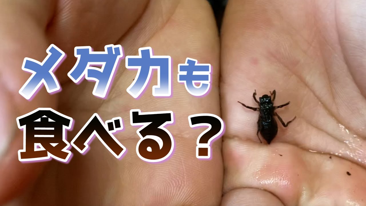 ヤゴの飼育 Youtube