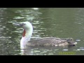 SMÅLOM  Red-throated Loon  (Gavia stellata)  Klipp - 715