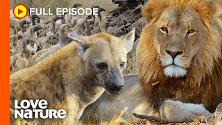 Lions and Hyenas: Life in the Leftovers | Wildlife Icons Ep108