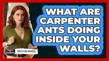 What Are Carpenter Ants Doing Inside Your Walls? - Insects and Invaders