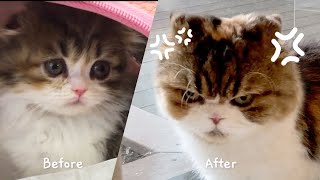 This Cat Used to Be So Cute and Gentle... What Happened to Her? (ENG SUB)