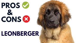 Leonberger Dog Breed Pros and Cons | Leonberger Advantages and Disadvantages  #AnimalPlatoon