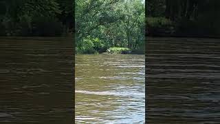 Kayaking Watching Cranes Big Birds Fly Along The River
