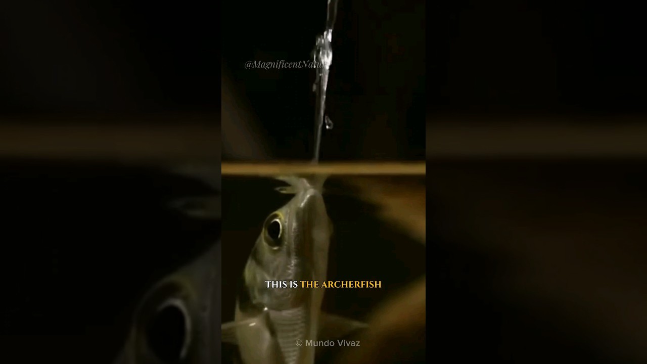 preview_player