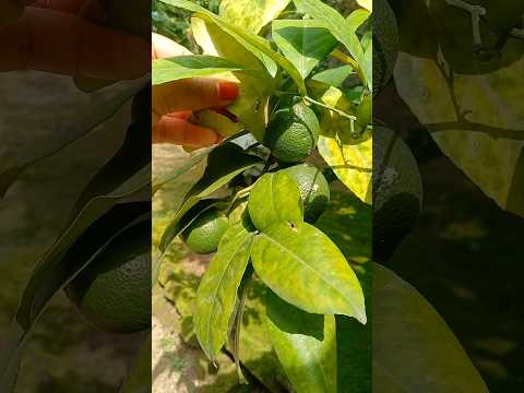 গোলনেমু 😋#shortsfeed #shorts #subscribe