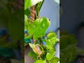 मनी प्लांट को क्यों  मनी प्लांट बोलते है 👍💕 #nature#terracegardenindia #2026 #gardenideas#homeplants