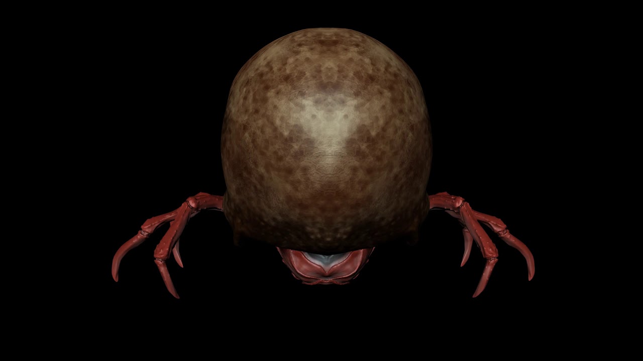 Krakinos, the lvl 100 Skull Crab
