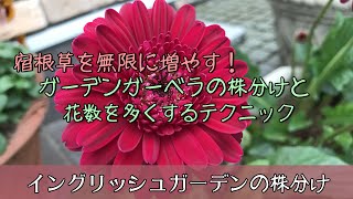 ガーデニング 宿根草を無限に増やす ガーデンガーベラの花数を多くする植え付け方法や管理のテクニック 園芸 荒れ果てたイングリッシュガーデン Youtube