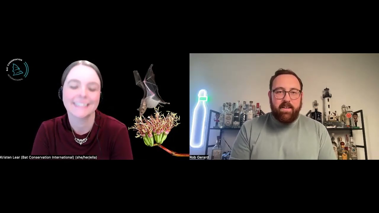Why Tequila Needs Bats | Bat Conservation & Agave with Dr Kristen Lear