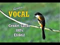 Cendet Jadi Langsung Respon Dan Nyaut Kalau Dengar Suara Guru Vocal Cendet Ini Pentet Gacor Mp3 - Mp4 Download