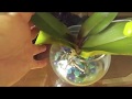 Vivian&#39;s unedited video of a successful semi water culture  Phalaenopsis Orchids