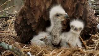 Decorah Eagles 4-16-19, 7 am Eaglet cuteness, DM2 breakfast