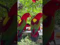Nature’s little nectar lovers! 🌺🦜 The stunning Yellow-bibbed Lory. #LoryParrot #ExoticBirds
