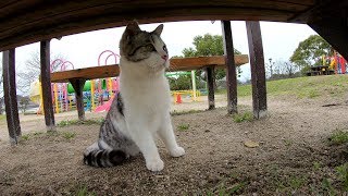 パトロール中、犬の襲撃を受けて怯えるサバシロ猫