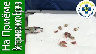 УДАЛЕНИЕ ГНИЛЫХ ЗУБОВ У ЙОРКШИРСКОГО ТЕРЬЕРА СОБАКИ БОЛЕЕ 10 ЛЕТ УДАЛЕНИЕ ГНИЛЫХ ЗУБОВ У ЙОРКШИРСКОГО ТЕРЬЕРА СОБАКИ БОЛЕЕ 10 ЛЕТ