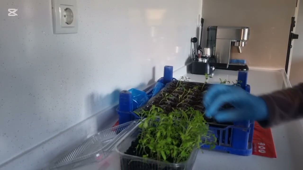 Tohumdan Domates Fidesi