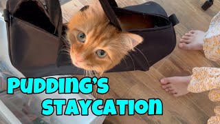 Pudding’s Staycation