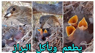 الطائر  يطعم فراخه ويأكل ..مشاهد حية the bird feeds its chicks and eats..live scenes.