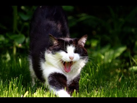Какую траву любят кошки?
