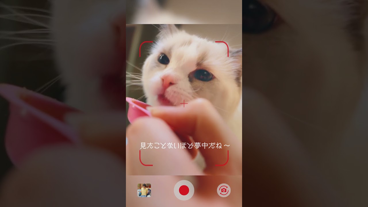 いろんなキミに出会える銀のおにゃつ「両手にゃんスプーン」篇　15秒縦