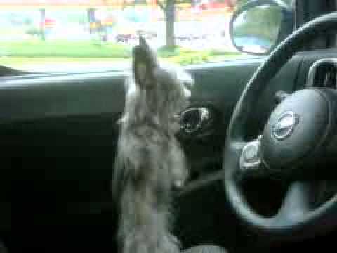 Gracie, Yorkie Whining for Mommy