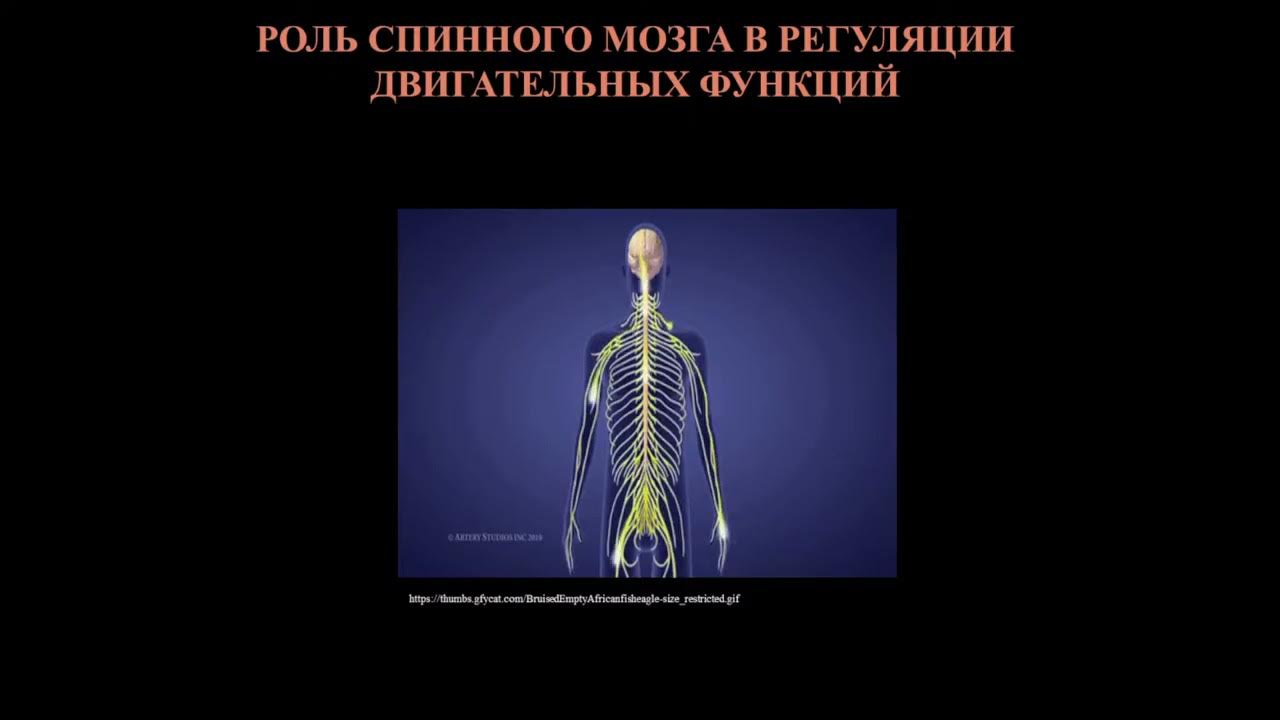 уровни регуляции двигательных функций. нервно рефлекторная регуляция двигательной активности. уровни регуляции двигательной системы. регуляция двигательных функций. роль коры головного мозга в регуляции двигательной активности.