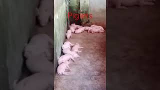 1 week old #trending #viral #shortvideo #viralvideo